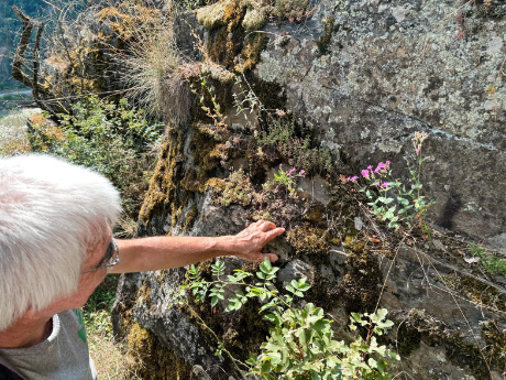 Vorschaubild: Pflanzen